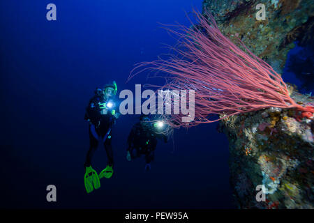Taucher (MR) und ein Baum des Peitsche, Koralle, Ellisella ceratophyta, auf einem Riff in Palau, Mikronesien. Stockfoto