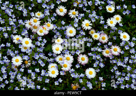 Frühling Blumen im Wohngebiet, Basel, Schweiz. Stockfoto