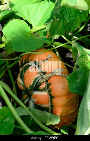 Cucurbita maxima Turks Turban Kürbis Kürbis in einem organischen Garten wachsenden Stockfoto