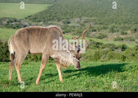 Kudus, Addo Elephant National Park, Eastern Cape, Südafrika Stockfoto