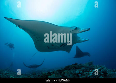 Drei riff Manta Rochen, Mantas alfredi, Kreuzfahrt über Manta Riff vor der Insel Kadavu, Fidschi. Stockfoto