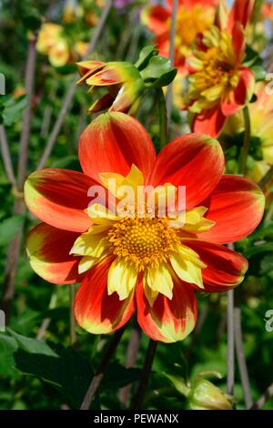 Dahlia pooh Swan Island einzelne Blume Blüte Stockfoto