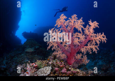 Diver (MR) und alcyonarian Coral an der Basis eines Unterwasser Pinnacle, Fidschi. Stockfoto