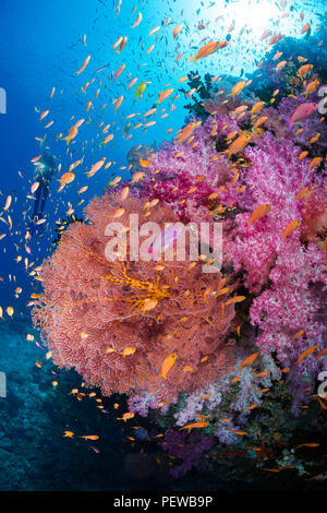 Zusammen mit dem Taucher, alconarian und Gorgonien Koralle mit Schulbildung anthias dominieren diese Fijian reef Szene. Stockfoto