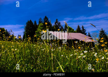 Landschaft Blick auf eine Wiese voller blühender Blumen, mit einem alten Chalet im Hintergrund, Schuß im Frühjahr in der Nähe von La Roche in der Schweiz Stockfoto