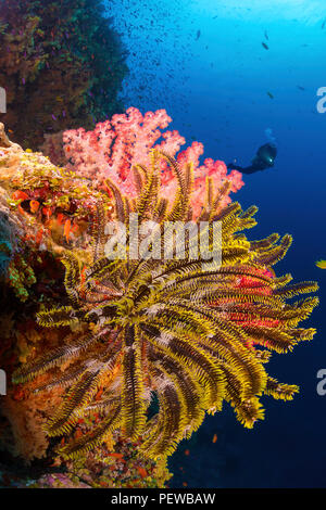 Diver (MR) crinoid und alcyonarian Coral auf einem Riff Wand, Fidschi. Stockfoto