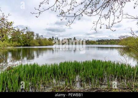 Blick über die bloße, in der Nähe von Ellesmere, Shropshire, Großbritannien Stockfoto