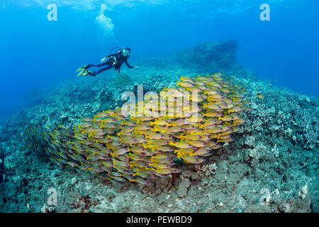 Elf Jahre alte PADI Junior Scuba Diver, Sean Fleetham (MR) und Schooling bluestripe Snappers, Lutjanus kasmira, zweite Kathedrale, und di Stockfoto