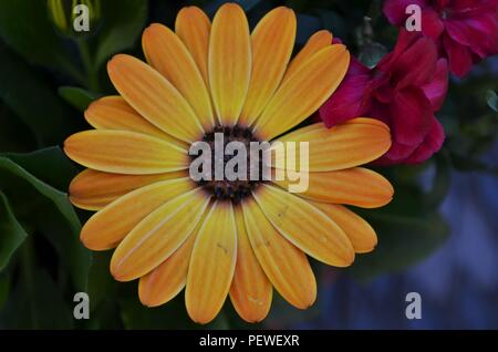 Nahaufnahme einer schönen gelben und orangefarbenen Cape daisy oder African daisy flower Blossom Stockfoto