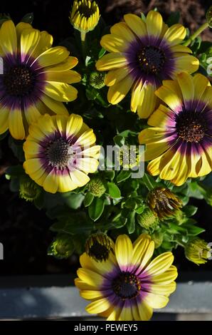 Foto von Gelb und Lila cape Daisy, auch afrikanischen Daisy, Blumen im Sonnenlicht. Stockfoto