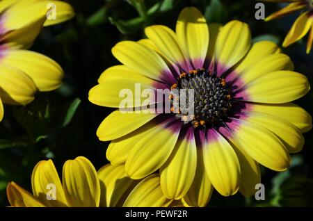 Nahaufnahme einer Gelb und Lila daisy Blume Blüte im Sonnenschein Stockfoto