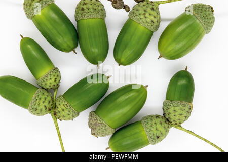Grüne und junge Eiche Eicheln auf weißem Hintergrund Oberfläche Stockfoto