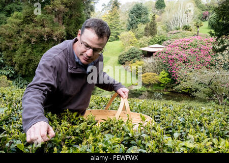 Mann mit Korb stand draußen in den Tee Plantage, sorgfältig Kommissionierung Teeblätter. Stockfoto