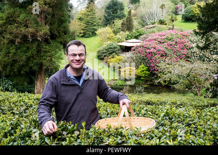 Mann mit Korb stand draußen in den Tee Plantage, sorgfältig Kommissionierung Teeblätter. Stockfoto