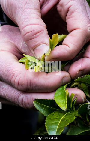 In der Nähe der Person, frisch geerntete grüne Teeblätter. Stockfoto