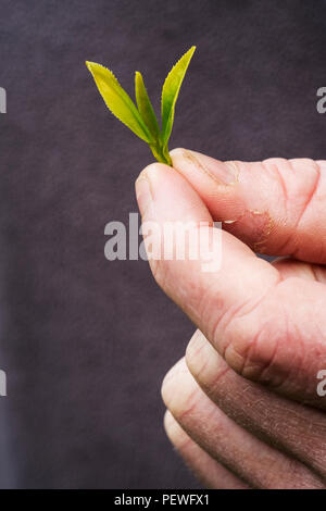 In der Nähe der Person, frisch geerntete grüne Teeblätter. Stockfoto