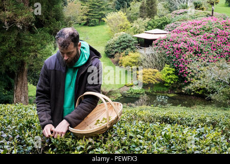 Mann mit Korb stand draußen in den Tee Plantage, sorgfältig Kommissionierung Teeblätter. Stockfoto