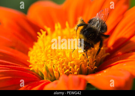 Asteraceae, Dahlie 'Pfui - Swan Island' Blume in voller Blüte. Stockfoto