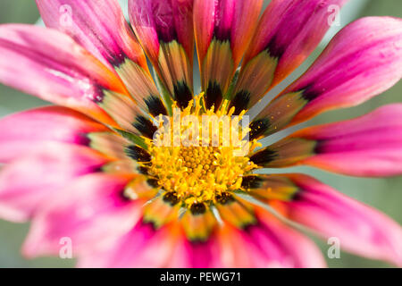 Gazania Talent Serie in voller Blüte. Stockfoto