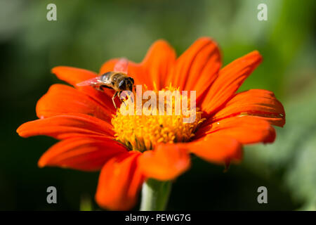 Asteraceae, Dahlie 'Pfui - Swan Island' Blume in voller Blüte. Stockfoto