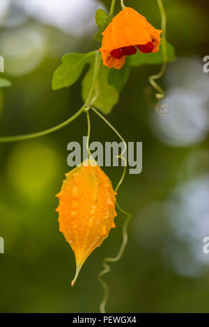 Orange reif hängenden Früchte der Momordica charantia, auch als bitter Melone, bitteren Gurken, Balsam, Balsam Apfel oder Birne bittergourd Stockfoto