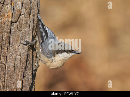 Pygmy Kleiber (Sitta pygmaea), Lake County Oregon Stockfoto