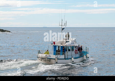 Eine Whale Watching Boot fährt Twillingate, Neufundland, auf der Suche nach buckelwalen. Stockfoto