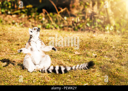 Meditieren Ring-tailed Lemur Stockfoto