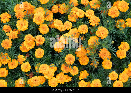 Tagetes Patula 'Bonanza orange". Französische ringelblume Blumen Stockfoto