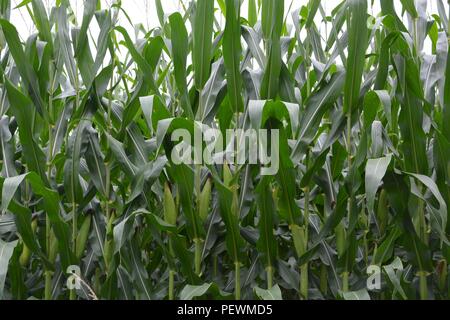 Junge Mais wächst in einem Feld unter dem sonnigen Himmel Stockfoto