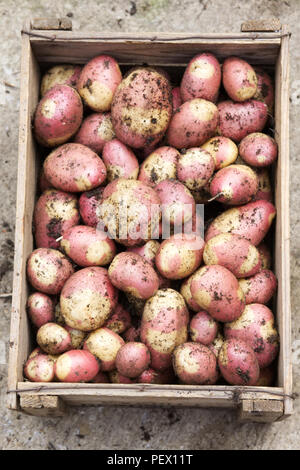 Solanum tuberosum 'Pink Zigeuner'. Frisch Kartoffel 'Pink Zigeuner' in einer Holzkiste geerntet. Stockfoto