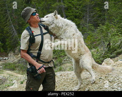 Enge Treffen der furred Art. Ich selbst und die Wölfe von Golden, British Columbia, Kanada. Stockfoto