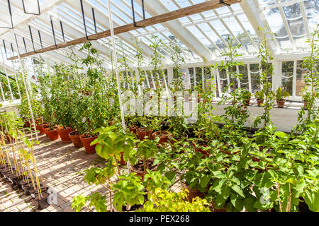 Gewächshaus Gemüse pflanzen Anbau in der englischen Verlorenen Gärten von Heligan Cornwall Stockfoto