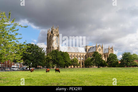 Die alte Klosterkirche auf einem hellen Sommermorgen mit Kühe in einem Feld und von Bäumen in Beverley, Yorkshire, UK flankiert. Stockfoto