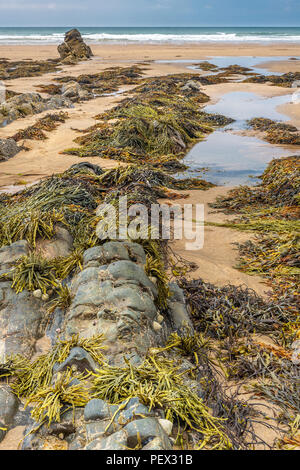 Ebbe auf Sandymouth Strand zeigt die erstaunlichen Felsformationen und die Wildnis, die unter ihnen leben. Stockfoto