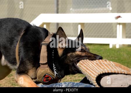 160212-N-IL 474-509 Souda Bay, Griechenland (12.02.2016) Gerry, ein Schäferhund zu Naval Support Activity Souda Bay Military Working Dog (MWD) Unit, Angriffe während einer kontrollierten Aggression Training übung Feb.12, 2016. MWDs werden verwendet, um Verdächtige zu begreifen und zu erkennen, auf der Suche nach Sprengstoff und Betäubungsmitteln Gebäude, Schiffe und u-Boote. (U.S. Marine Foto von Heather Judkins/Freigegeben) Stockfoto