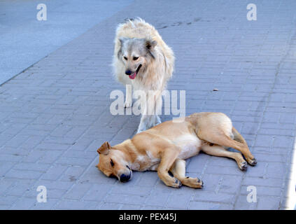 Zwei hungrige streunende Hunde auf der Straße in der Stadt Stockfoto