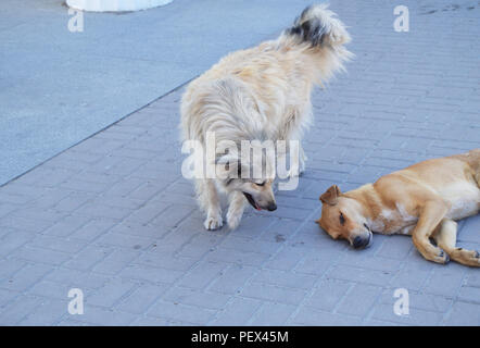 Zwei hungrige streunende Hunde auf der Straße in der Stadt Stockfoto