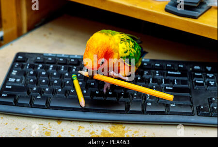 Papagei mit einem Bleistift und sitzt auf der Tastatur Stockfoto