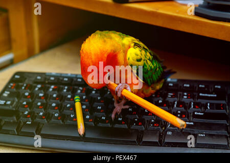 Der Papagei sitzt auf der Tastatur und spielt mit einem Bleistift Stockfoto