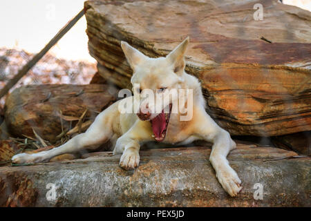 Australische dingo Verlegung auf Rock Stockfoto