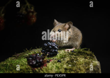 Holz MAUS APODEMUS SYLVATICUS, Fütterung auf Brombeeren, Ende Sommer in einem Oxfordshire Wiese. Stockfoto