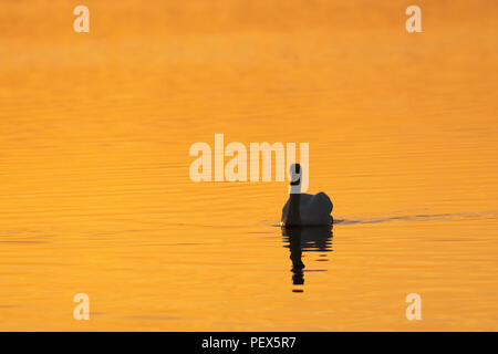 Höckerschwan Cygnus olor, Mitte Sommer Tagesanbruch auf einem Oxfordshire See. Stockfoto