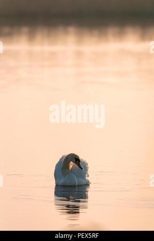 Höckerschwan Cygnus olor, Mitte Sommer Tagesanbruch auf einem Oxfordshire See. Stockfoto