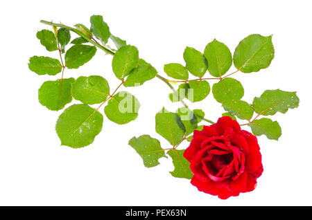 Eine schöne Burgund Rose auf weißem Hintergrund. Studio Foto Stockfoto