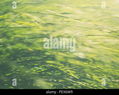 Lebhaftes grün beleuchteten Garten Carex Closeup Hintergrund Stockfoto