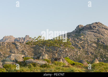 Verkümmert eiche Setzlinge mit Bergen hinter, Pitoes das Junias, Alto Tras-os-Montes, Norte, Portugal. Stockfoto