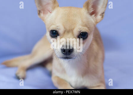 Studio Portrait von cremig neugierig Chihuahua Welpen vor blauem Hintergrund Stockfoto