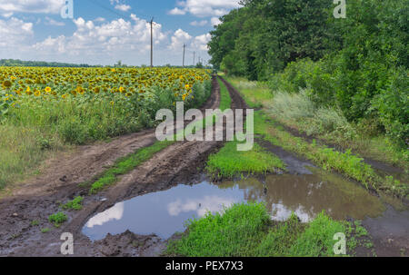 Sommer Landschaft mit großen Pfütze auf einer Erde Straße neben Sonnenblume landwirtschaftlichen Feld in Poltavskaya Oblast, Ukraine Stockfoto