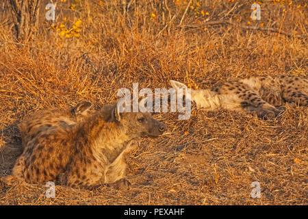 Schlafen Hyänen in Kruger National Park. Südafrika Stockfoto